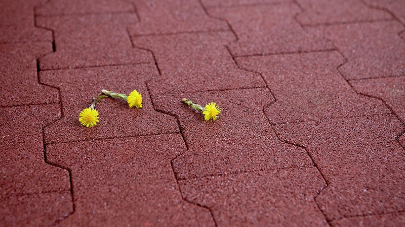 Fotografija prikazuje detajl rdečega gumijastega tlaka v obliki dvojnega T. Na površju ležita dve majhni rumeni roži, ki poudarjata teksturo in barvo materiala. Elastična površina iz PU-vezanega gumiranega granulata je drobno porozna, vodoprepustna in skoraj brez fug. Posnetek izpostavi naravni značaj in natančnost materiala.