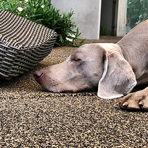 Weimaraner liegt entspannt vor Korbstuhl auf brauner WARCO--Hundebodenbelag.